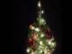 Živý vánoční stromek v nádobě
